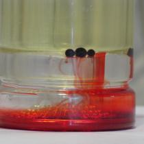 Droplets of food coloring sit on the oil water boundary layer, waiting to pop