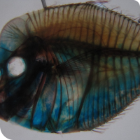 A preserved transparent fish